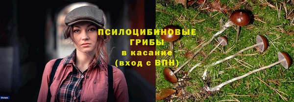 гашик Зеленокумск